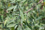 Standley's goosefoot